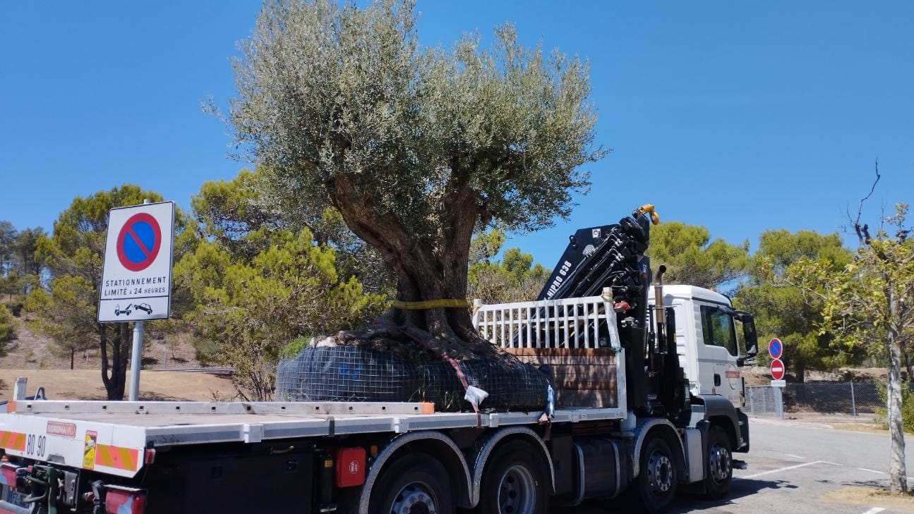 Service transports oliviers Aix-en-Provence
